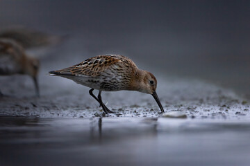 Calidris alpina