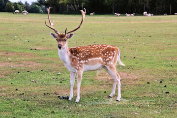 A close up of a Fallow Deer in the Cheshire Countryside