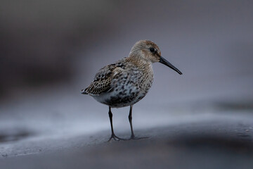 Calidris alpina