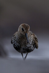 Calidris alpina