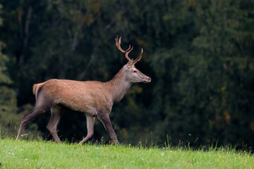 deer in the woods