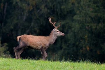 deer in the woods