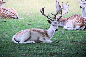 Naklejka na ściany i meble A close up of a Fallow Deer in the Cheshire Countryside