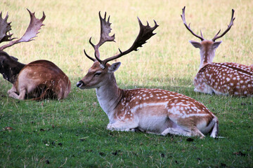 Obraz premium A close up of a Fallow Deer in the Cheshire Countryside