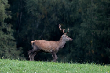 deer in the forest