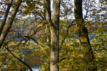 Close-up of tree trunk with green moss and yellow autumn leaves.