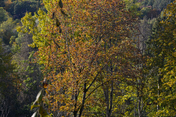 Close-up of colorful trees that have turned their leaves in autumn. orange and red autumn leaves.