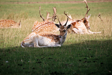 A close up of a Fallow Deer in the Cheshire Countryside