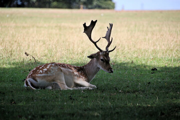 A close up of a Fallow Deer in the Cheshire Countryside