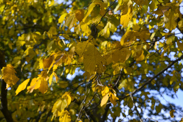 Bright yellow autumn foliage of trees on a background of blue sky.