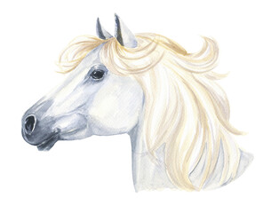 White horse profile portrait  isolated on transparent background. Watercolor illustration.