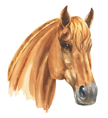 Brown horse portrait  isolated on transparent background. Watercolor illustration. © Ann Lou