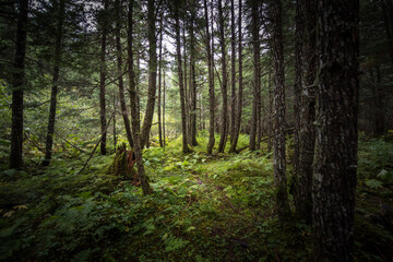 Trees in the forest in Alaska