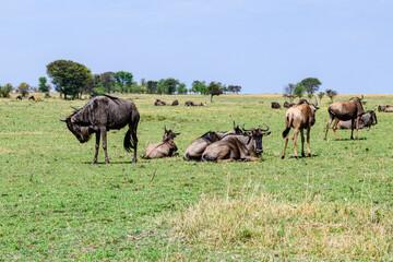 Wildebeests (Connochaetes) at the Serengeti national park, Tanzania. Great migration. Wildlife photo