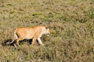 Naklejka na ściany i meble Lioness walking in a grass. Serengeti national park, Tanzania