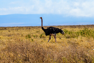 Common ostrich (Struthio camelus) at the Ngorongoro national park, Tanzania. Wildlife photo