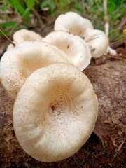 mushrooms in the grass