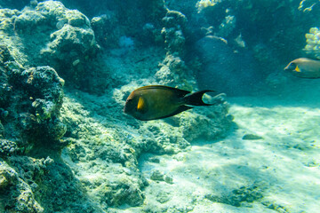 Naklejka na ściany i meble Sohal surgeonfish (Acanthurus sohal) or Sohal tang fish at the coral reef in Red sea