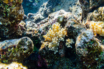 Colonies of the corals (Sinularia) at coral reef in Red sea