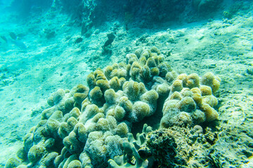 Colonies of the corals (Turbinaria) at coral reef in Red sea