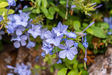 Close-up of natural blue flowers
