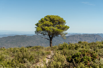Fototapeta na wymiar Landscape with a pine tree isolated against blue sky and mountains in the background