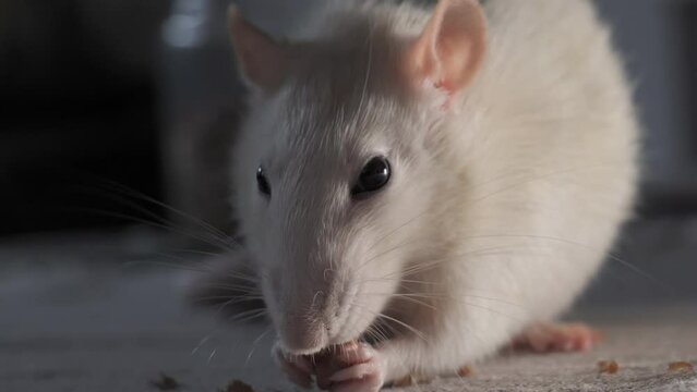 Domestic white rat eating the seeds