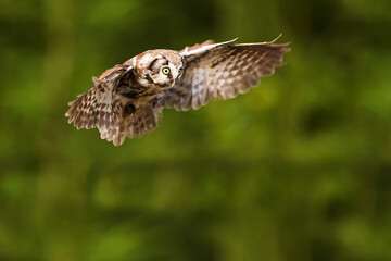 boreal owl or Tengmalm's owl (Aegolius funereus) gliding through the woods