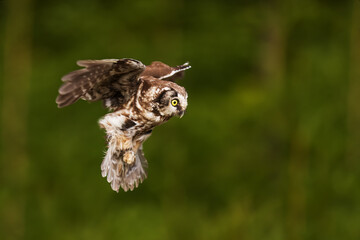 boreal owl or Tengmalm's owl (Aegolius funereus) wants to land in the forest