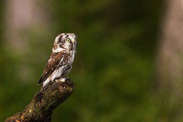 boreal owl or Tengmalm's owl (Aegolius funereus) sitting on a stick in the forest