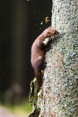 female beech marten (Martes foina), also known as the stone marten climbs up the tree quickly - obrazy, fototapety, plakaty