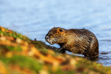 The nutria (Myocastor coypus) or coypu coming out of the water