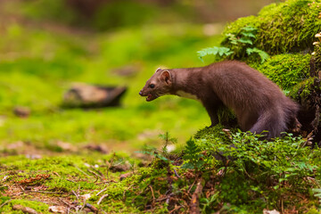 female beech marten (Martes foina), also known as the stone marten sitting on a small mossy stump