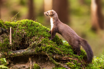 female beech marten (Martes foina), also known as the stone marten looking at what's going on in...
