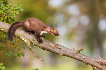 female beech marten (Martes foina), also known as the stone marten she's coming down the fallen tree