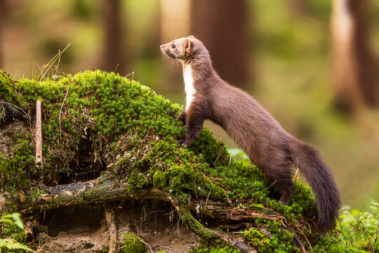 female beech marten (Martes foina), also known as the stone marten looking at what's going on in the forest