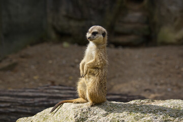 Fototapeta premium meerkat in the desert on the lookout