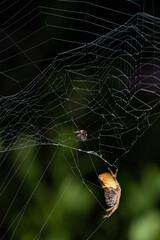 Spider catch fly in his net