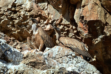 Griffon vulture // Gänsegeier (Gyps fulvus)  - Salto del Gitano, Monfrague, Extremadura, Spain