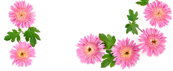 Chrysanthemum flowers isolated on white. Beautiful pattern. Wide photo. Collage.