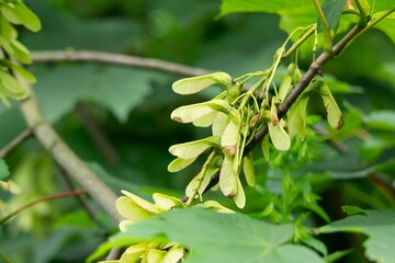 Obraz premium Detail of sycamore maple fruit (Acer pseudoplatanus) plant