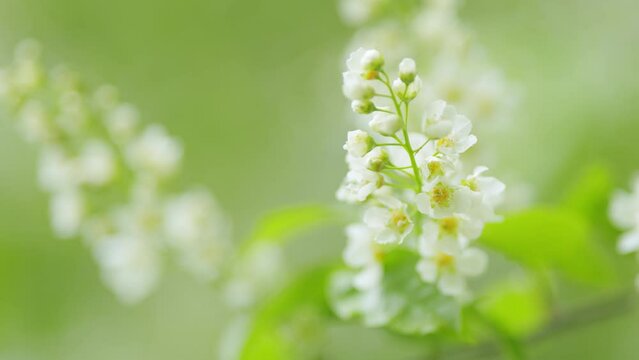 White flowers on green branches. Prunus padus, pendulous and spreading white flowers in racemes of european bird cherry tree. Slow motion.