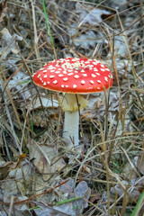 A solitary agaric fly fungus growing among dried grass, dried fallen leaves and old branches. A poisonous mushroom. Vertical shot