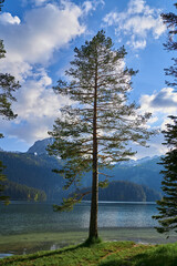 pine tree on the shore of a lake in the mountains