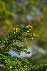 pine tree branch