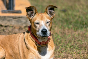The senior female dog sleeping while sunbathing on the grass. Animal world. pet lover. Animals...