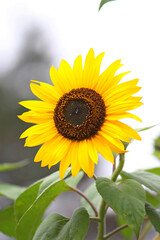 Obraz premium flowers