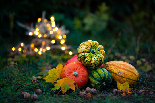 Colorful different pumpkins composition in autumn garden