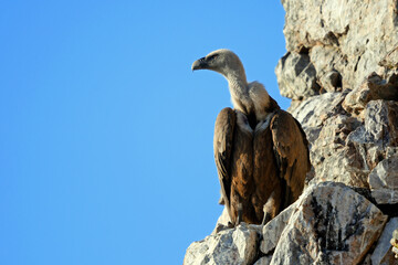 Griffon vulture // Gänsegeier (Gyps fulvus)