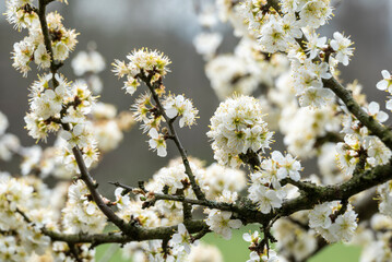 Blackthorn (Prunus spinosa) in full bloom. The flowering white blossoms of the fruit shrub or tree...